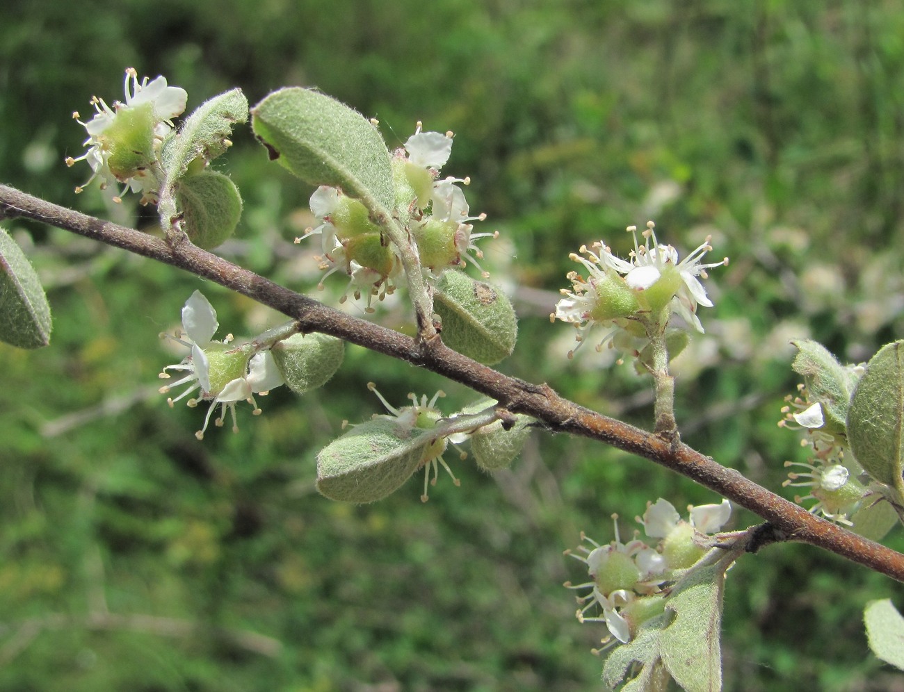 Image of Cotoneaster racemiflorus specimen.