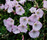 Convolvulus arvensis. Цветущее растение (розовоцветковая форма) на газоне во время дождя. Украина, г. Киев, Южная Борщаговка, просп. Королёва. 23 июня 2010 г.