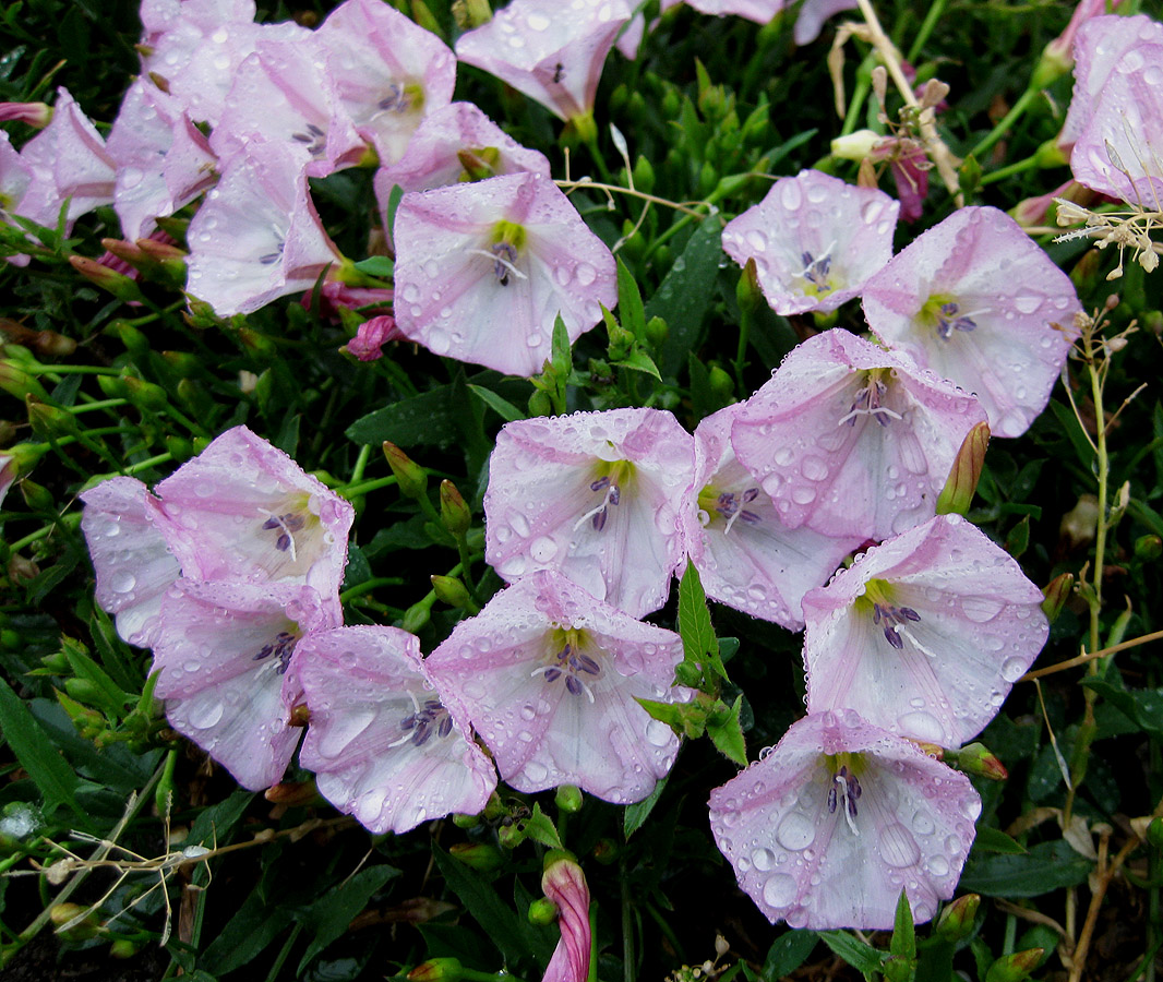 Изображение особи Convolvulus arvensis.