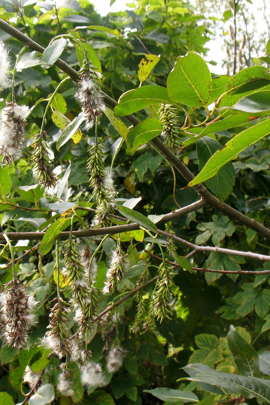 Image of Salix pentandra specimen.