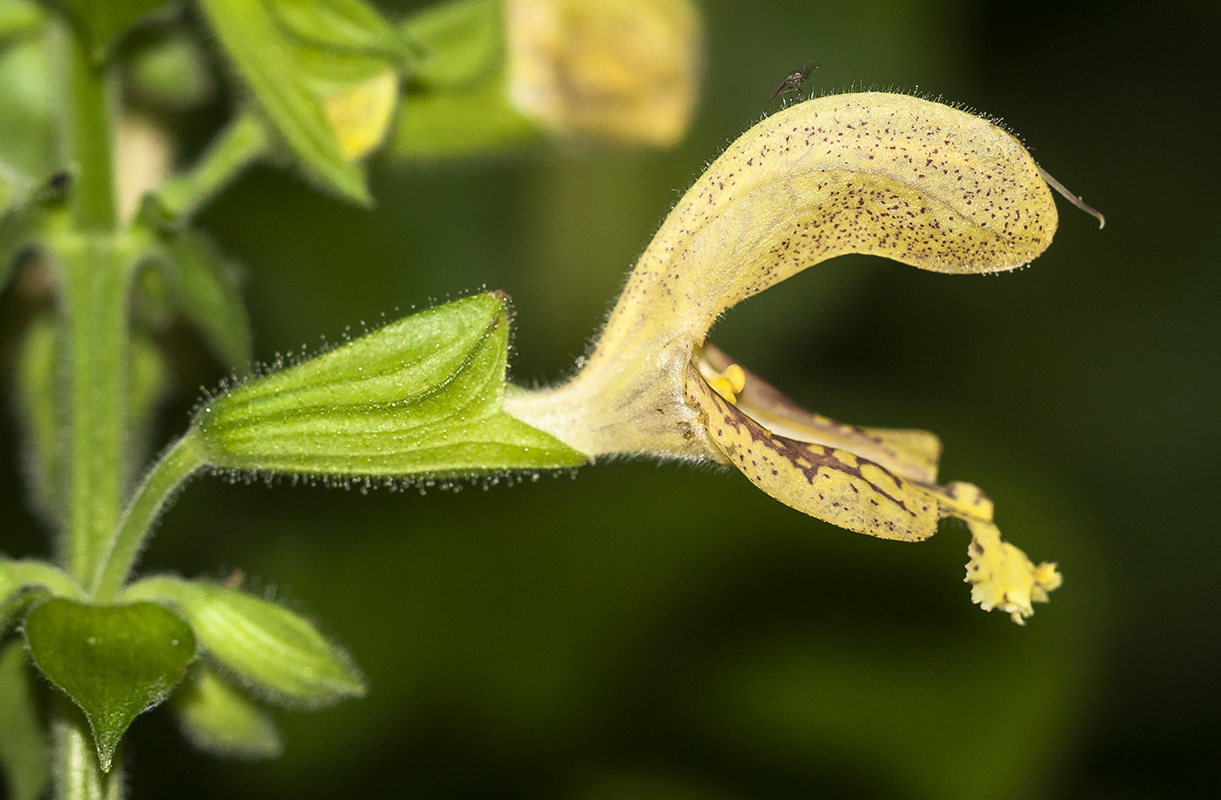 Изображение особи Salvia glutinosa.