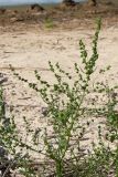 Atriplex littoralis