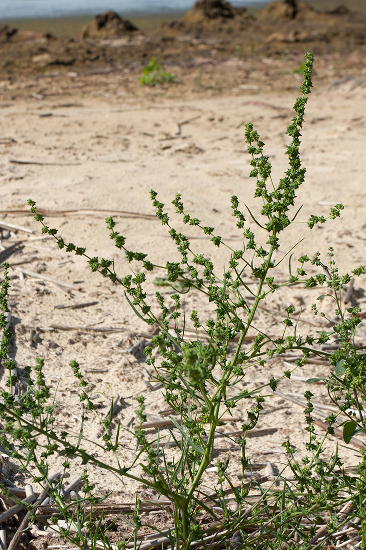 Изображение особи Atriplex littoralis.