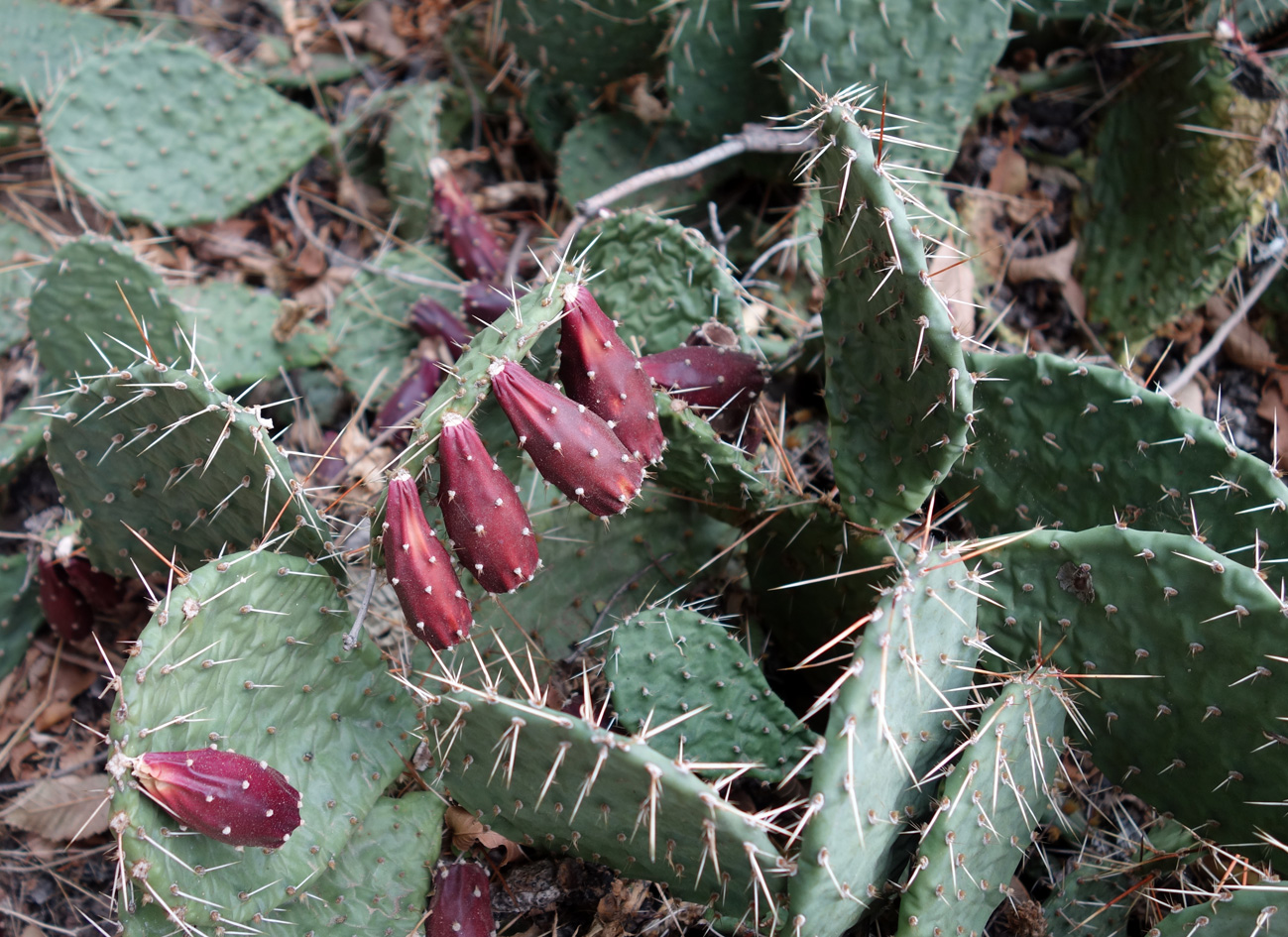 Image of Opuntia tortispina specimen.