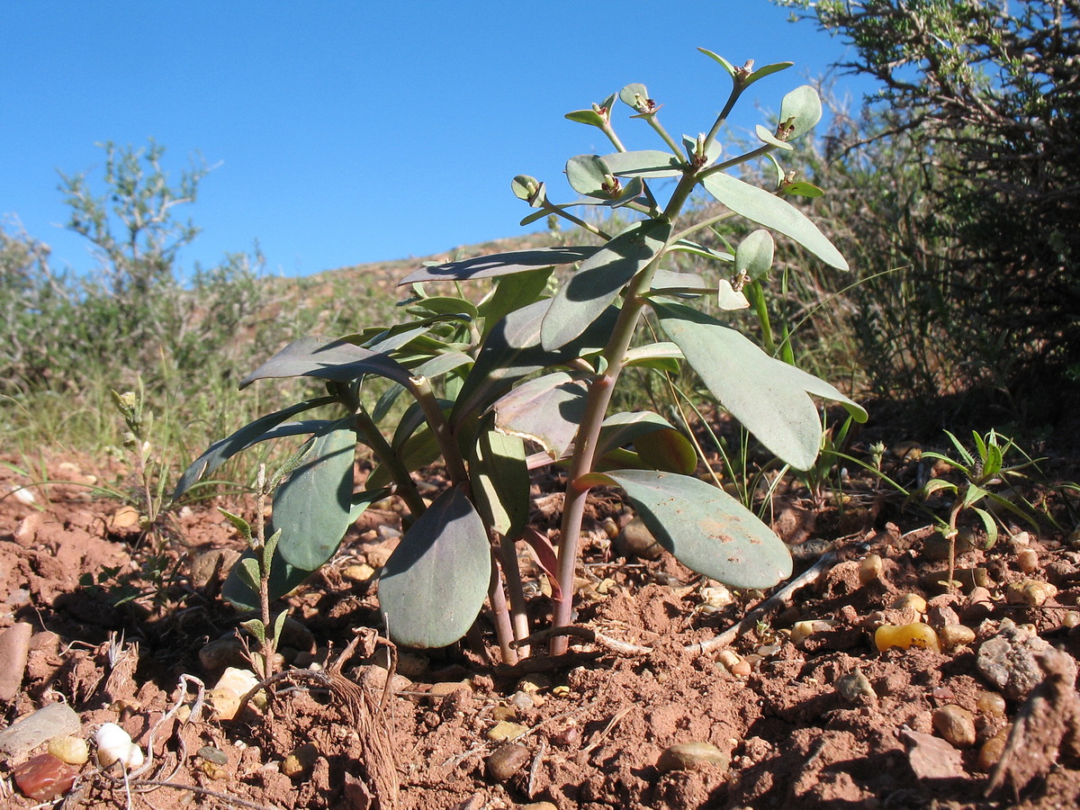 Изображение особи Euphorbia rapulum.