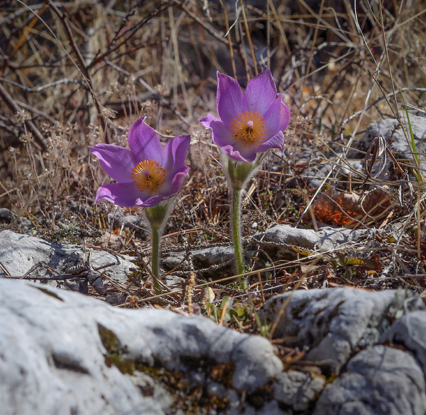 Image of Pulsatilla patens specimen.