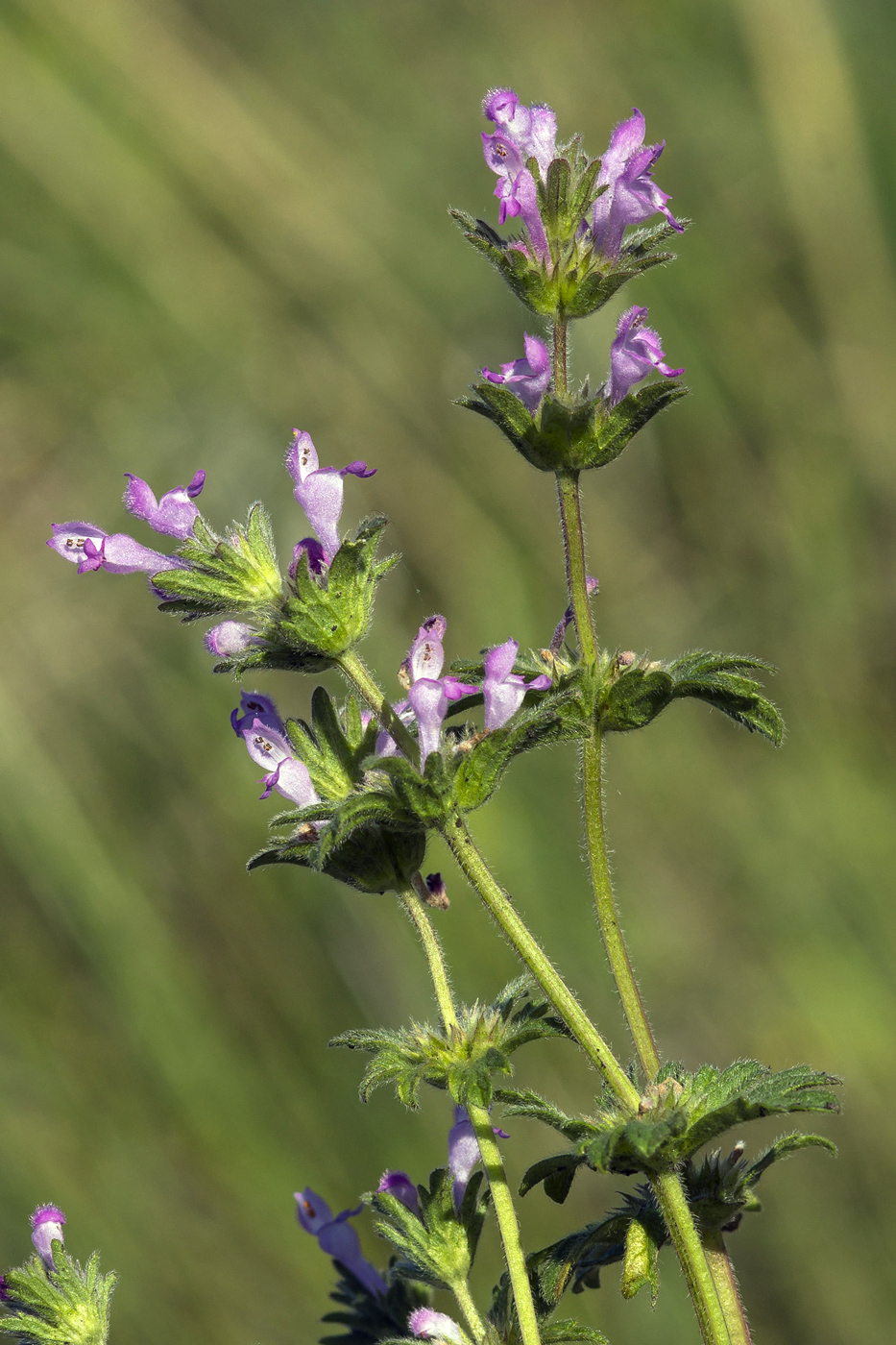 Image of Lamium amplexicaule var. orientale specimen.