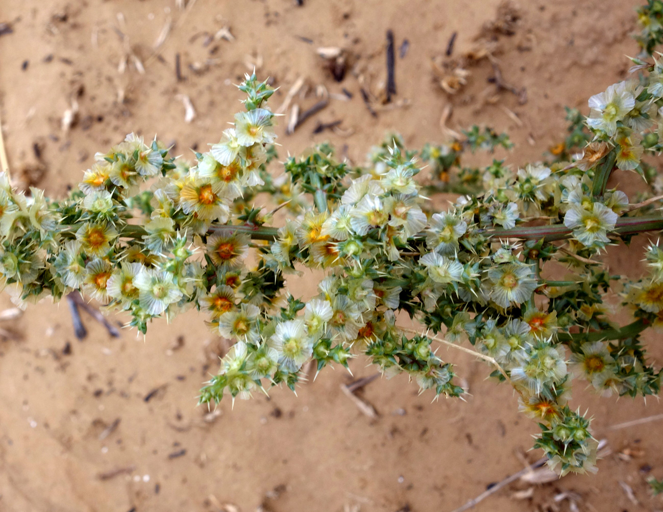 Image of genus Salsola specimen.