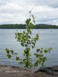 Betula pendula. Молодое растение на крепостной стене. Финляндия, г. Савонлинна, крепость Олавинлинна, южная стена. 13.07.2019.