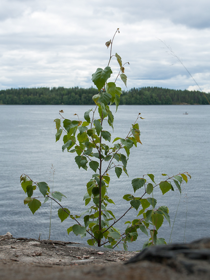 Image of Betula pendula specimen.