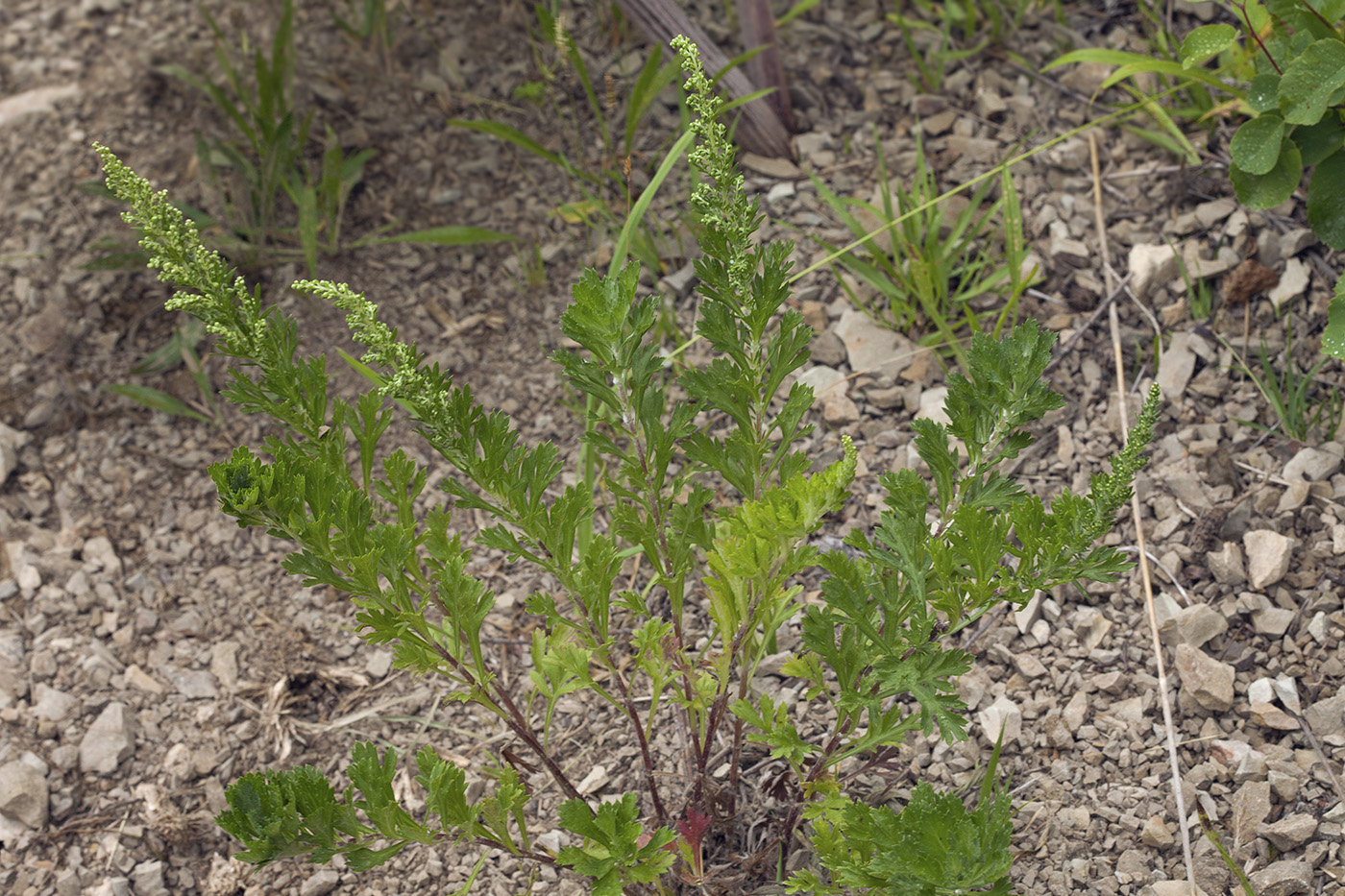 Image of Artemisia japonica specimen.