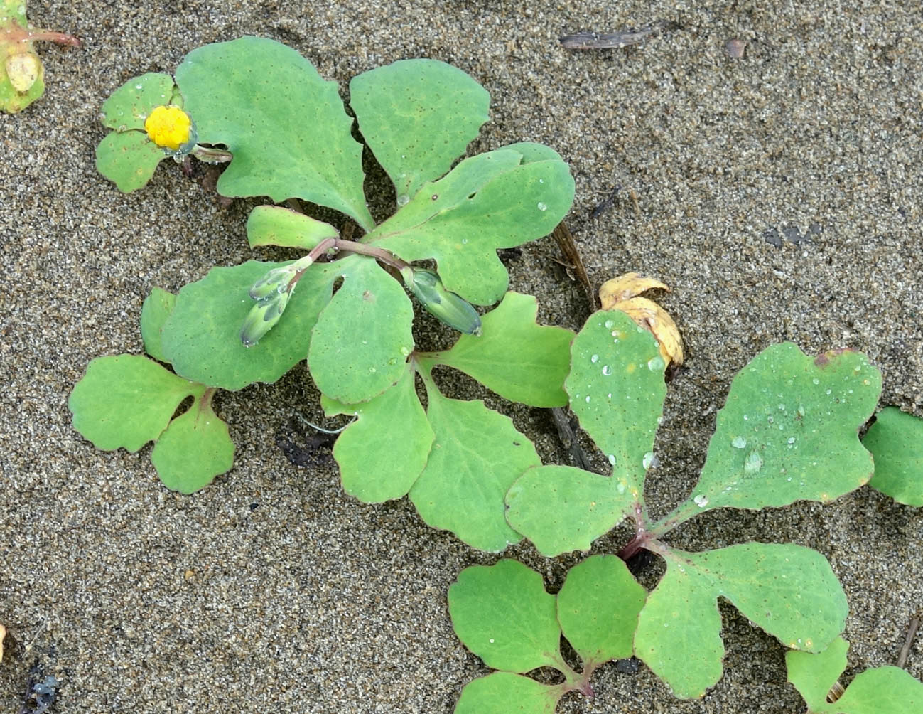 Image of Chorisis repens specimen.