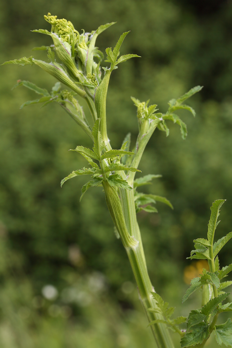 Изображение особи Pastinaca sylvestris.