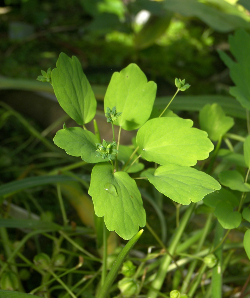 Изображение особи Thalictrum thalictroides.