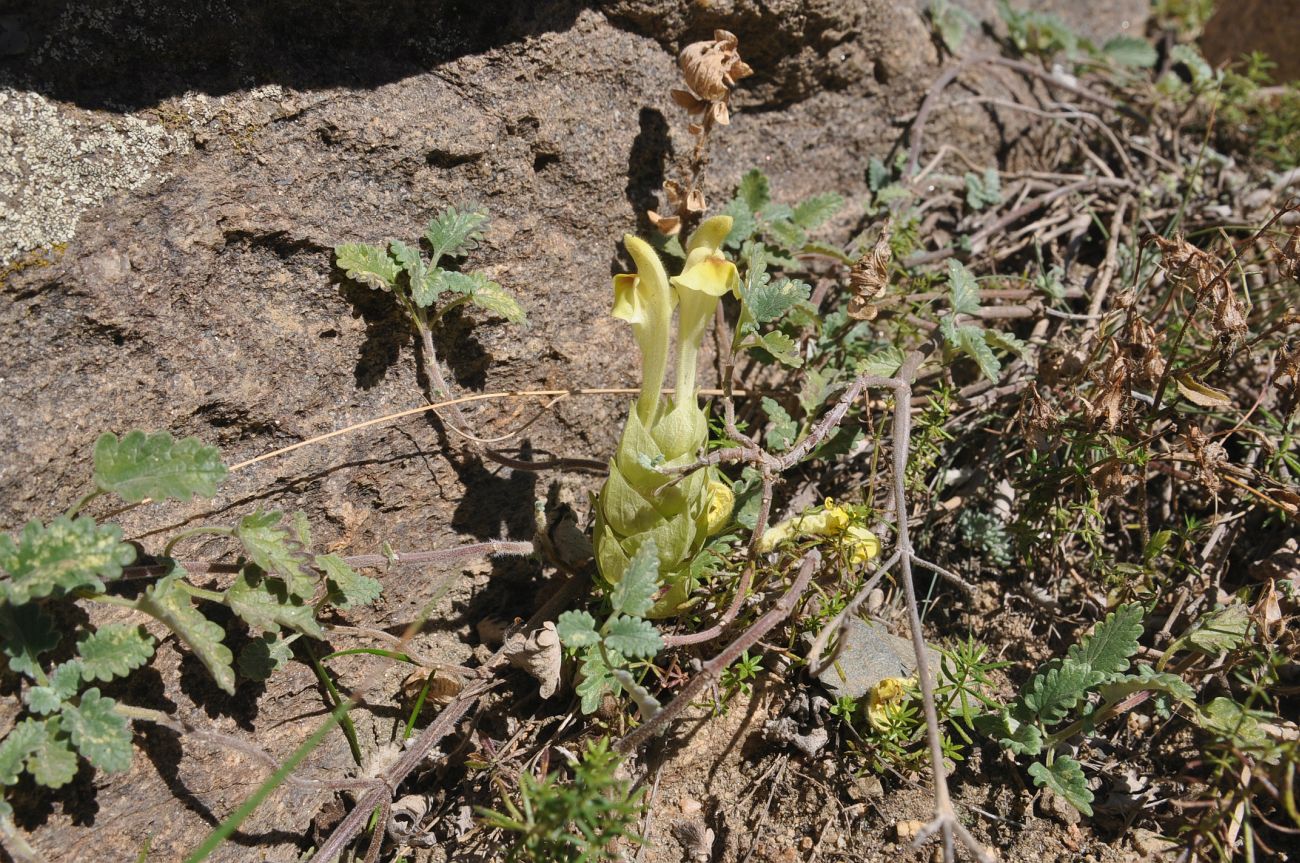 Изображение особи род Scutellaria.