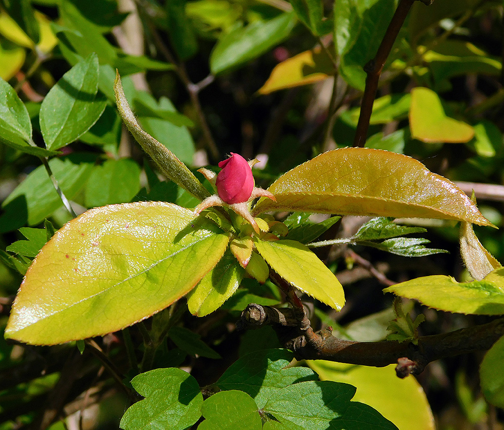 Изображение особи Pseudocydonia sinensis.