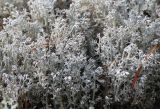 Cladonia rangiferina. Слоевище. Коми, Сыктывдинский р-н, окр. ст. Язель, долина р. Вычегда, сосновый лес. 01.09.2018.