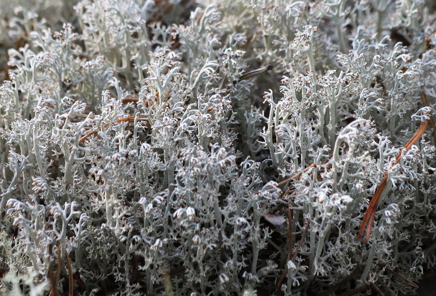 Изображение особи Cladonia rangiferina.