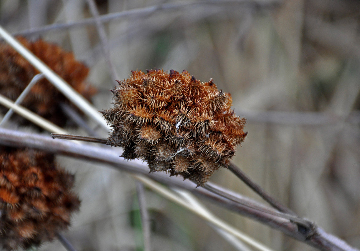 Image of Glycyrrhiza echinata specimen.