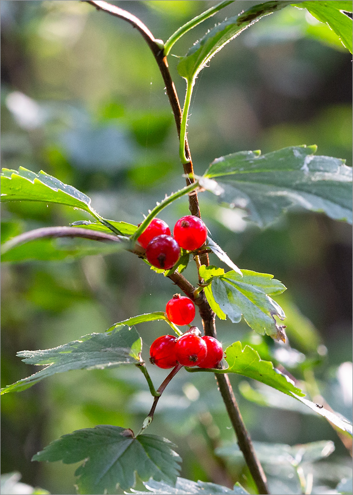 Image of Ribes alpinum specimen.