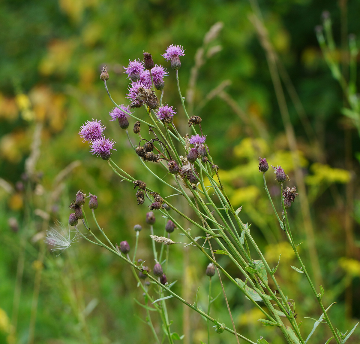 Изображение особи Cirsium setosum.