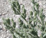 Spirobassia hirsuta