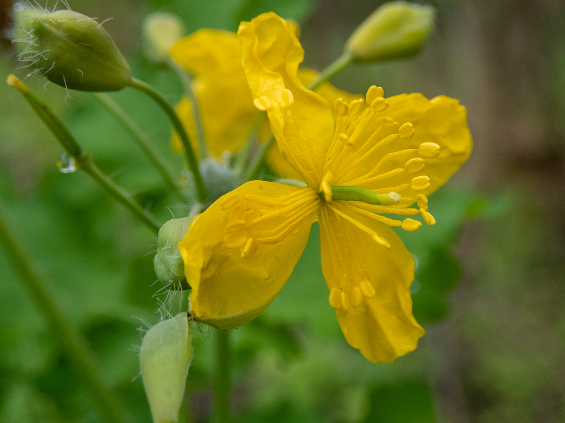 Image of Chelidonium majus specimen.