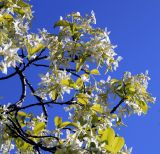 Trachelospermum jasminoides