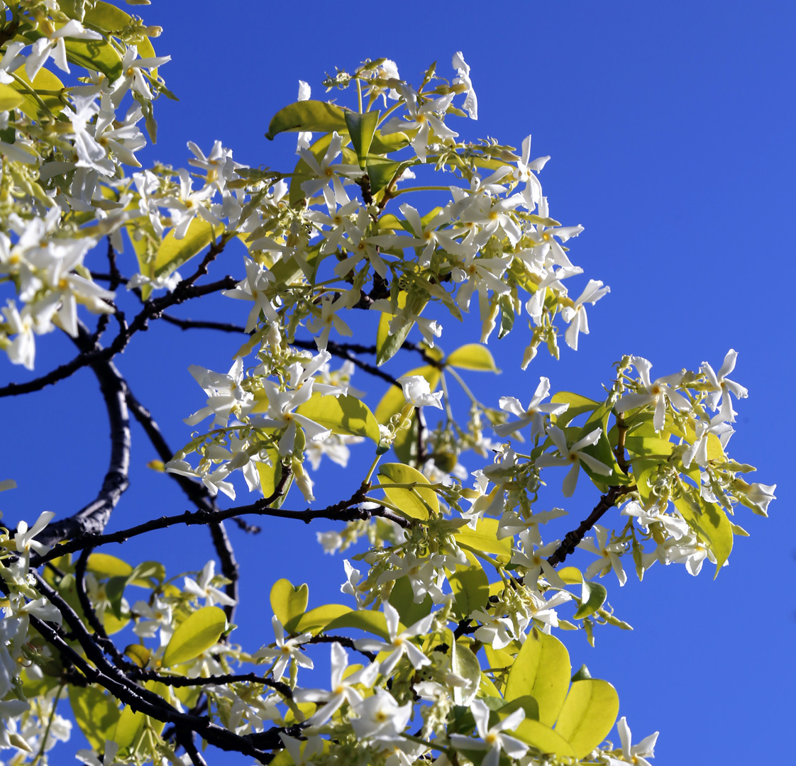 Изображение особи Trachelospermum jasminoides.