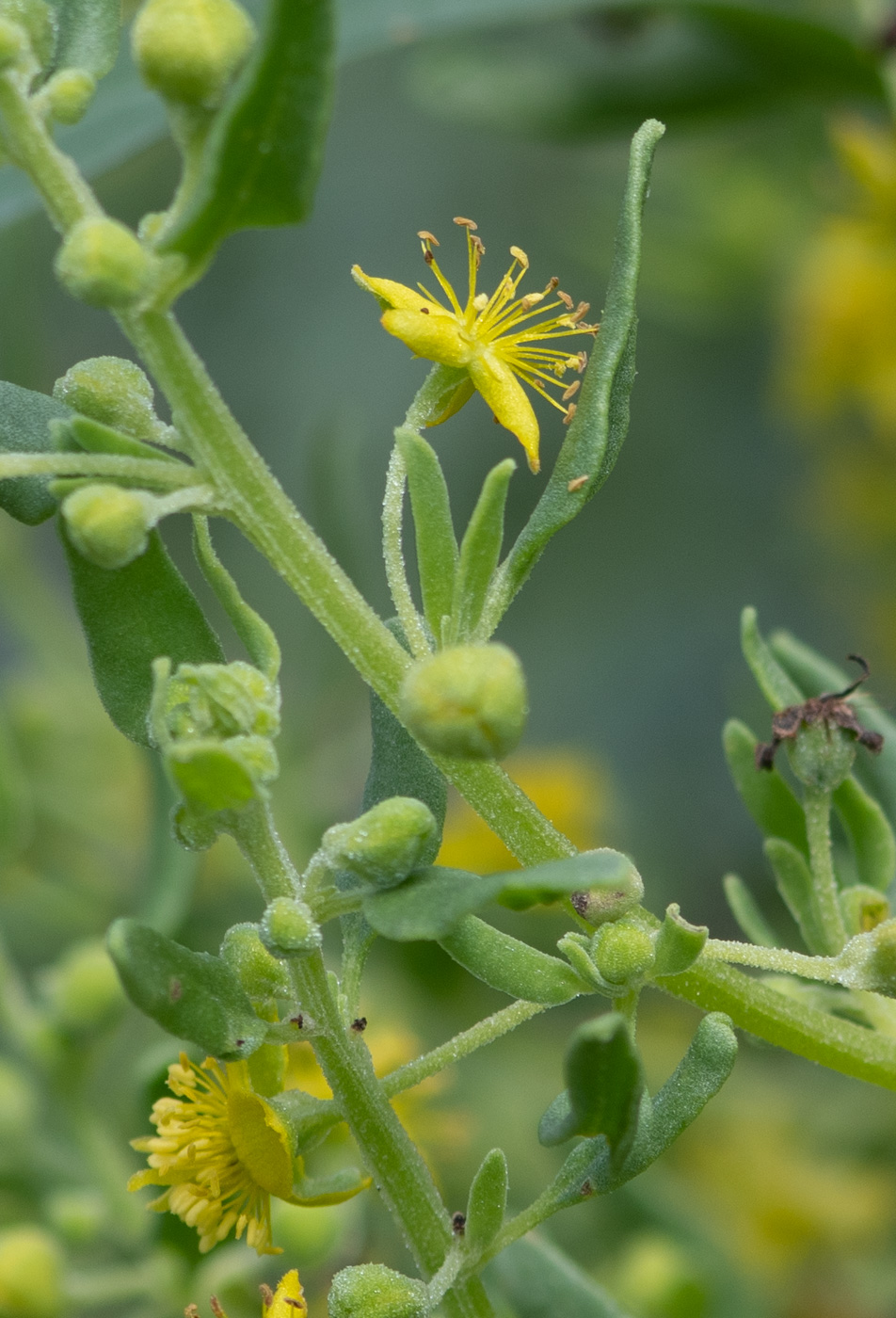 Изображение особи Tetragonia calycina.