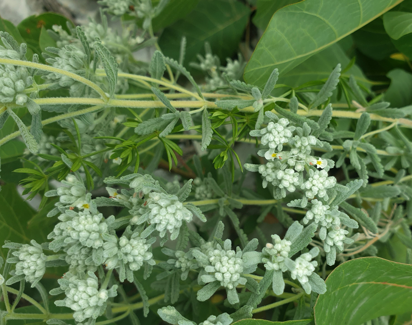 Изображение особи Teucrium capitatum.