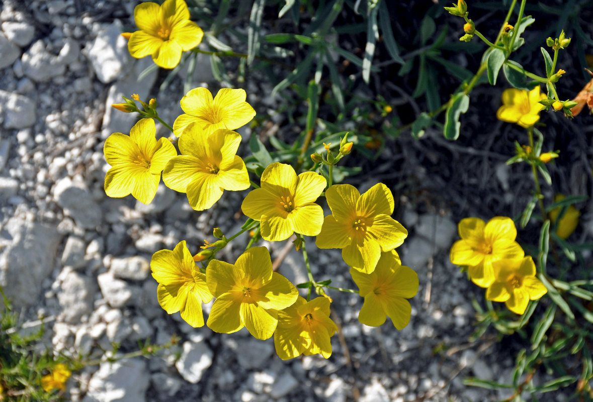 Изображение особи Linum ucranicum.