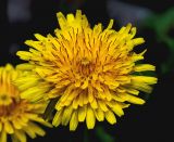 Taraxacum officinale