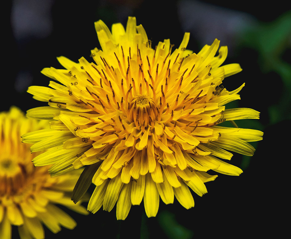 Изображение особи Taraxacum officinale.