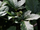 Eleutherococcus sessiliflorus. Верхушка расцветающего растения. Приморский край, Ольгинский р-н, окр. с. Милоградово. 11.08.2009.
