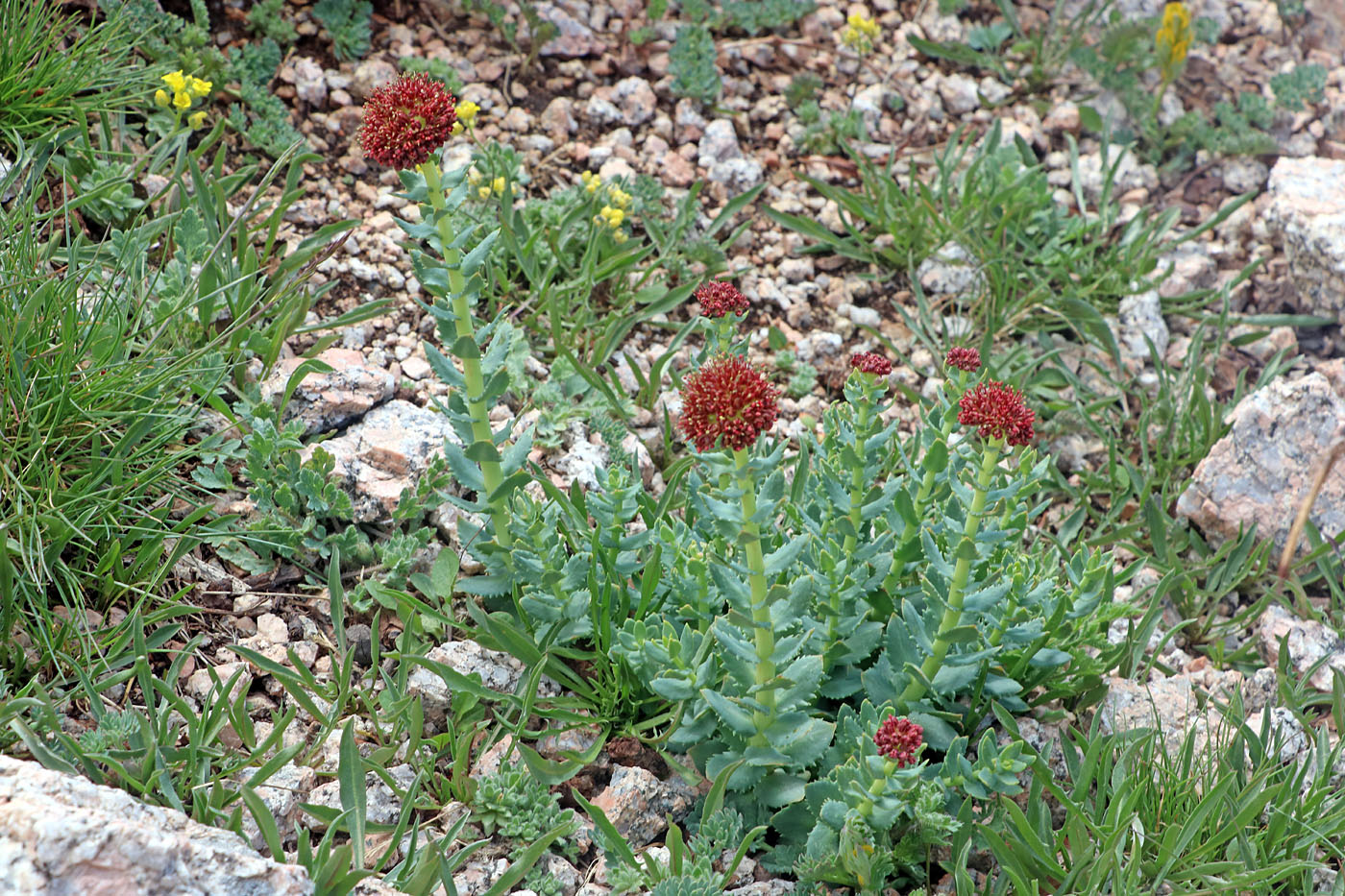 Изображение особи Rhodiola heterodonta.