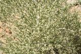 Calligonum litwinowii. Цветущее растение. Таджикистан, Согдийская обл., Исфара, глинисто-щебнистый адыр. 4 мая 2019 г.