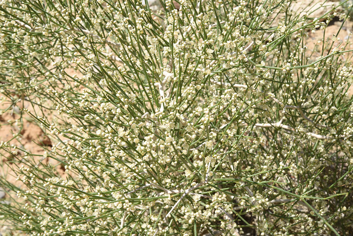 Image of Calligonum litwinowii specimen.