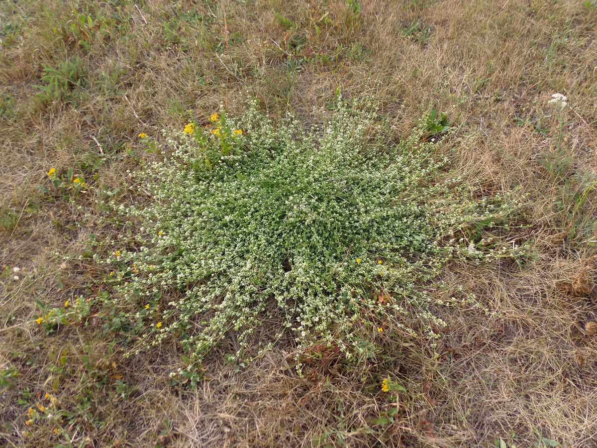 Изображение особи Galium pseudohumifusum.