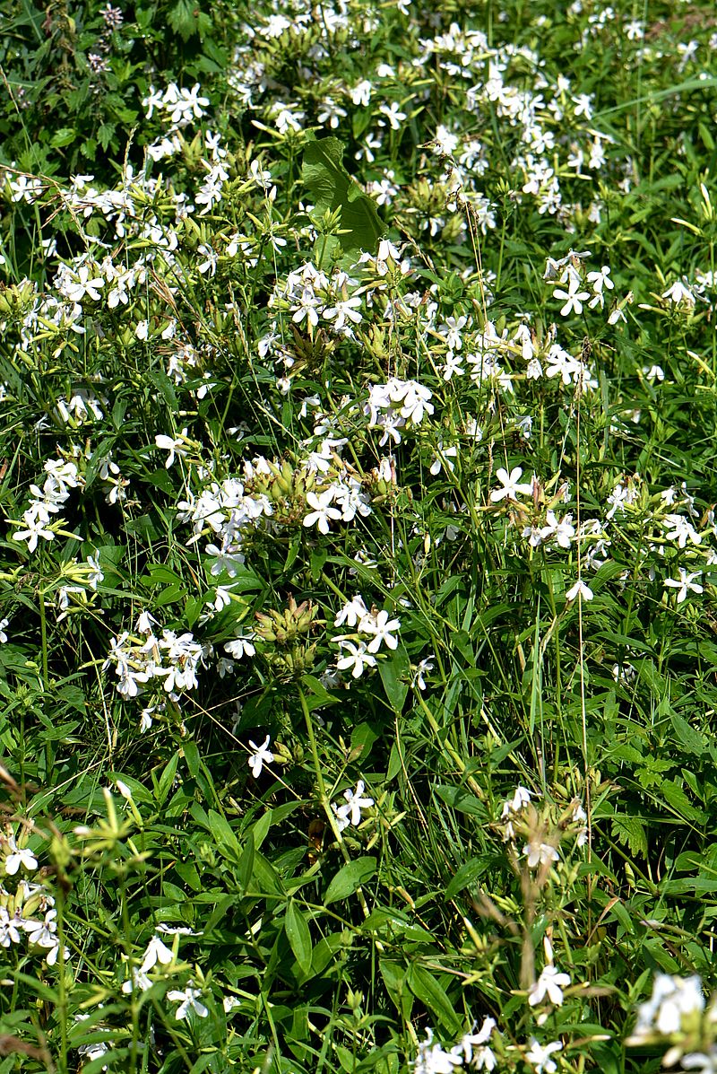 Изображение особи Saponaria officinalis.