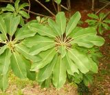 Daphniphyllum macropodum