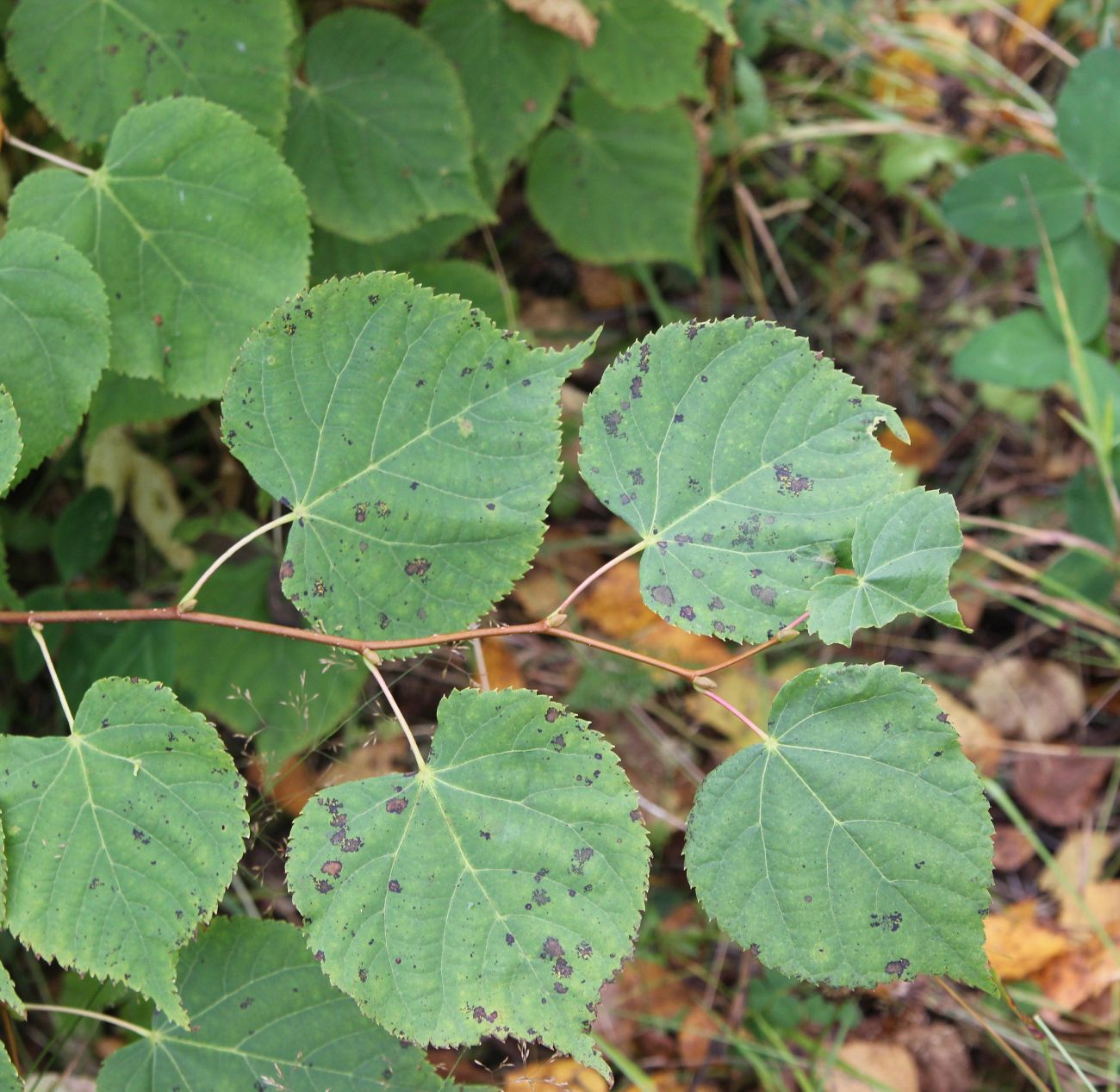 Изображение особи Tilia cordata.