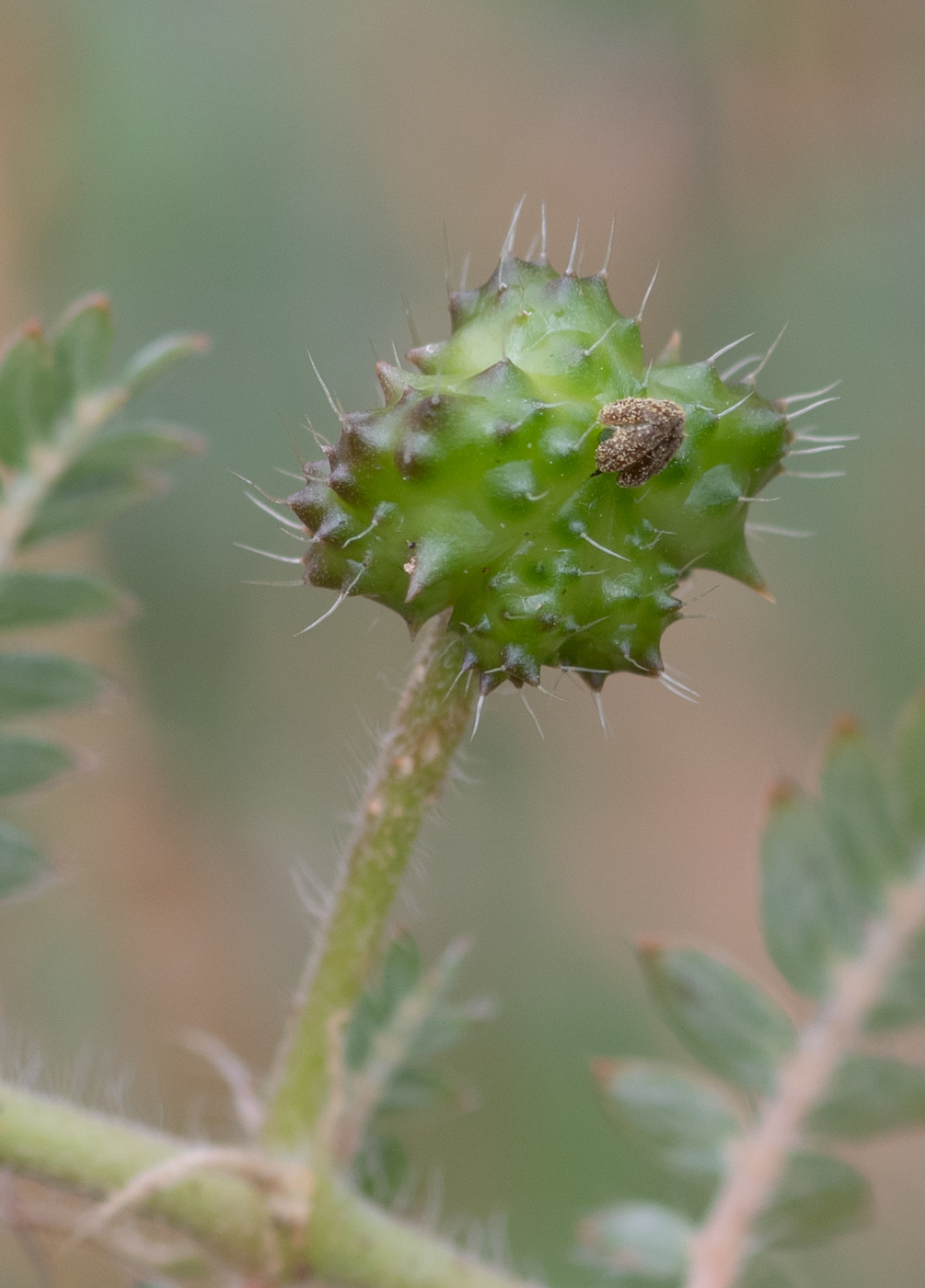 Image of Tribulus zeyheri specimen.