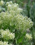 Cardaria draba