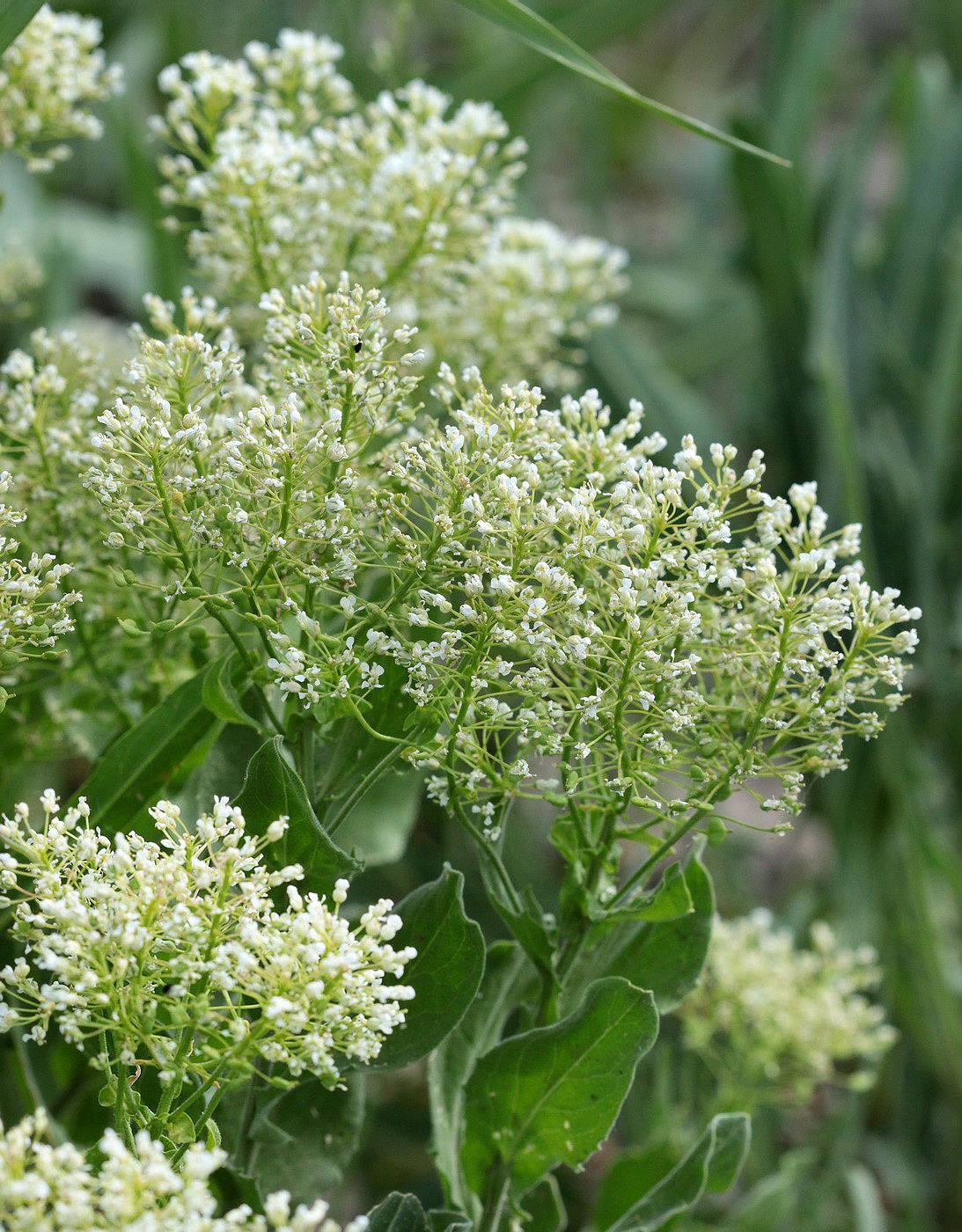 Image of Cardaria draba specimen.