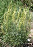 Astragalus asper. Цветущее растение. Саратовская обл., Красноармейский р-н, окр. с. Белогорское, степь. 30.05.2019.