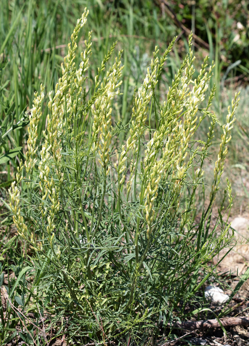 Image of Astragalus asper specimen.