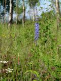 Veronica longifolia