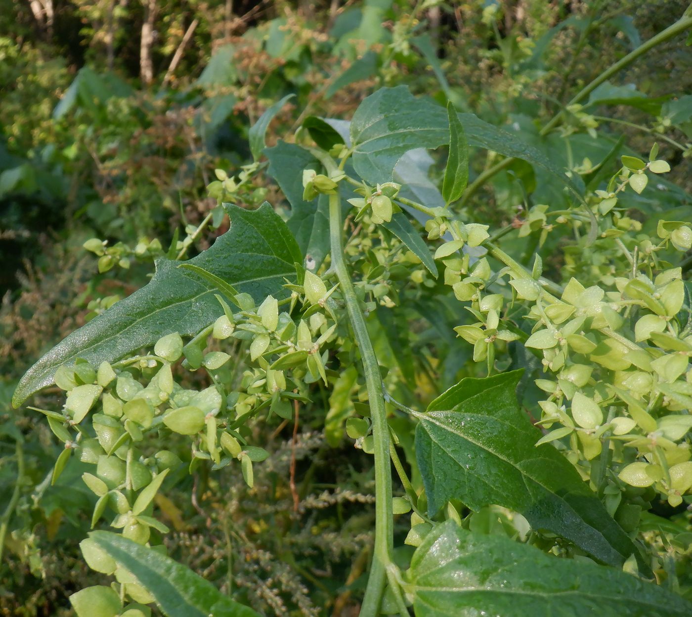 Изображение особи Atriplex sagittata.