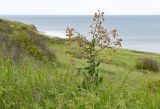 Hesperis tristis